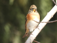 Fringilla montifringilla