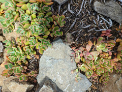 Sedum oregonense