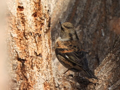 Fringilla montifringilla