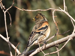 Fringilla montifringilla