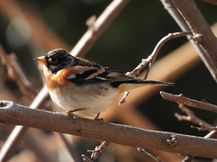 Fringilla montifringilla
