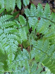 Diplazium laxifrons