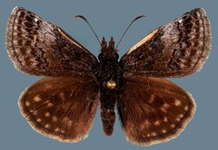 Erynnis icelus