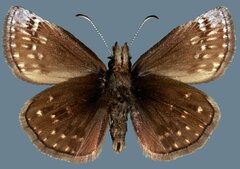 Erynnis icelus