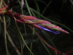 Tillandsia butzii
