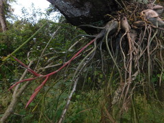 Tillandsia butzii