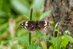Junonia oenone oenone