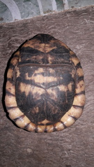 Terrapene carolina yucatana