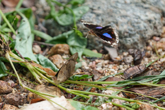 Junonia oenone oenone