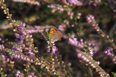 Lycaena phlaeas