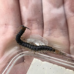 Cormocephalus