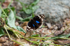 Junonia oenone oenone