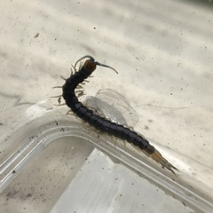 Cormocephalus