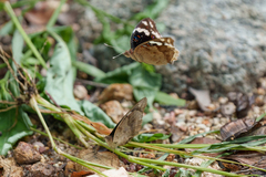 Junonia oenone oenone