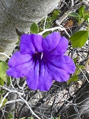 Ruellia californica