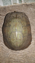 Terrapene carolina yucatana