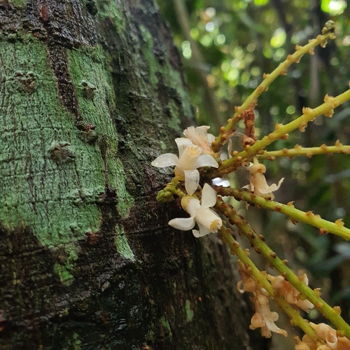 Image of Epicharis Cuneata (Epicharis cuneata) by (c) pbsg, some rights reserved (CC BY)