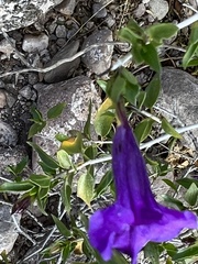 Ruellia californica
