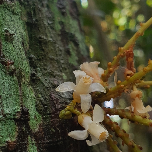 Image of Epicharis Cuneata (Epicharis cuneata) by (c) pbsg, some rights reserved (CC BY)