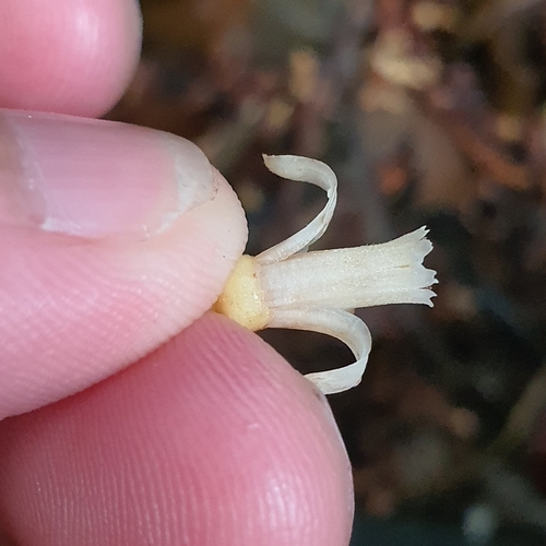 Image of Epicharis Cuneata (Epicharis cuneata) by (c) pbsg, some rights reserved (CC BY)