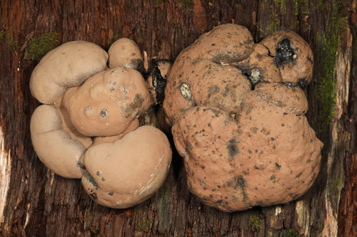 Daldinia decipiens (Photo 3 of 3)