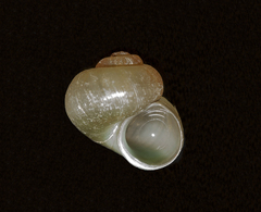Valvata piscinalis