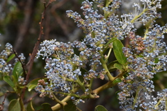 Ceanothus spinosus