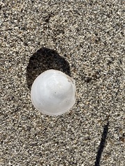 Divalinga quadrisulcata