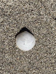 Divalinga quadrisulcata