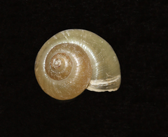 Valvata piscinalis