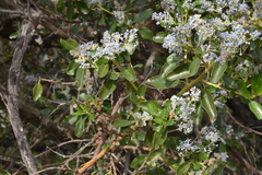 Ceanothus spinosus