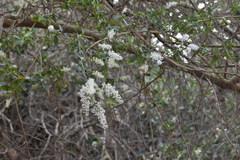 Ceanothus spinosus