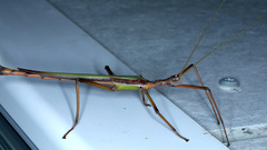 Podacanthus viridiroseus