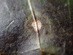 Colletotrichum trichellum