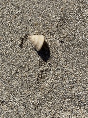 Calliostoma