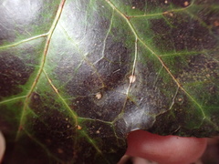 Colletotrichum trichellum