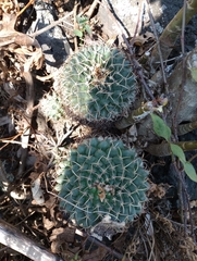Mammillaria magnimamma
