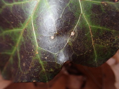 Colletotrichum trichellum