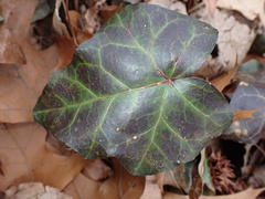 Colletotrichum trichellum