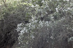 Ceanothus spinosus