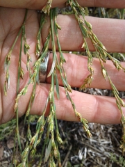 Polygonum ramosissimum