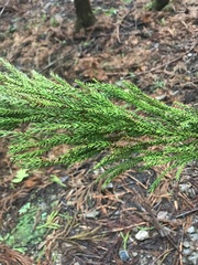 Cryptomeria japonica