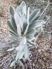 Eriodictyon tomentosum