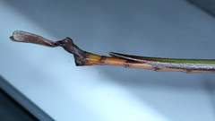 Podacanthus viridiroseus