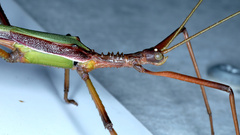 Podacanthus viridiroseus
