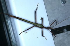 Podacanthus viridiroseus