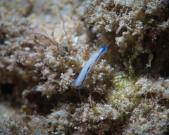 Hypselodoris peasei