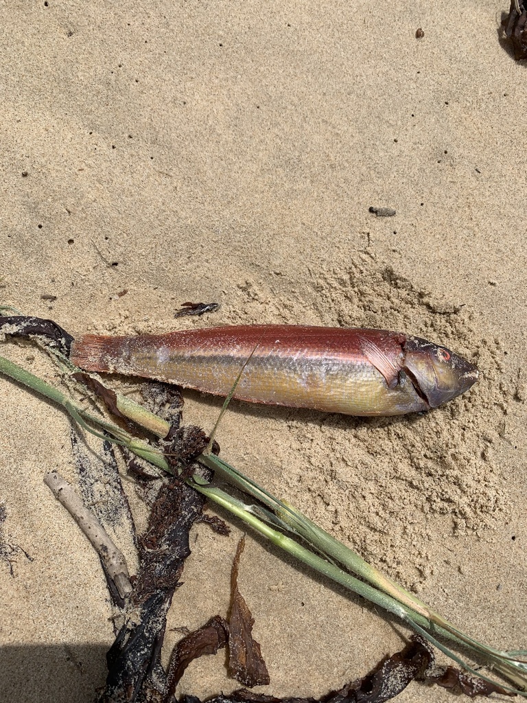 Southern Maori Wrasse From Urunga, Nsw, Au On February 13, 2023 At 12: 