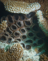 Palythoa tuberculosa