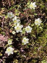 Sabulina californica